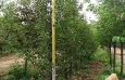 Chantecleer Pear 70-80 mm